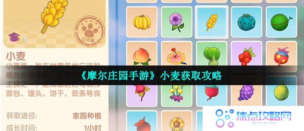 《摩尔庄园手游》小麦获取攻略